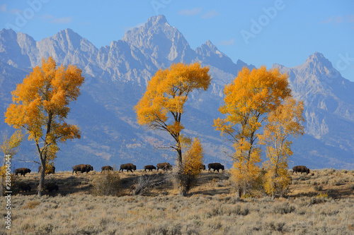 Herd of Bison in Grand Teton National Park