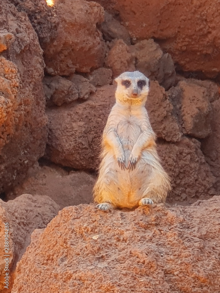 Fototapeta premium meerkat on guard