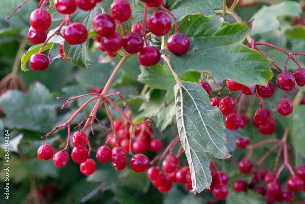 juicy bright berries of viburnum juicy bright berries of viburnum