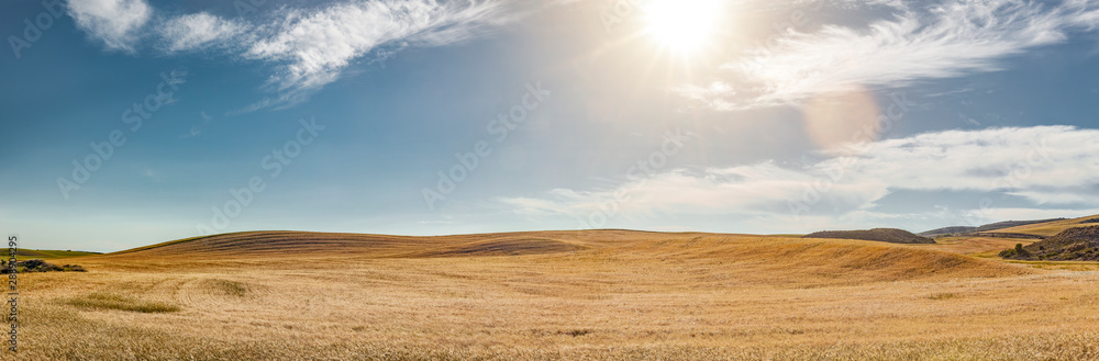 Fototapeta premium Kornfeld in Bardenas Reales