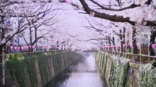  Meguro River Cherry Blossoms in Tokyo, Japan 