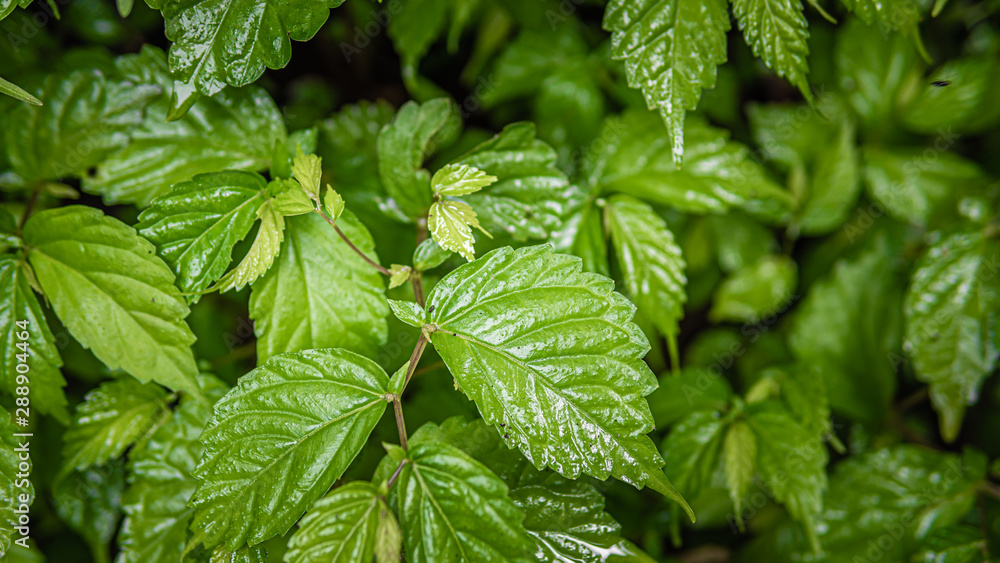 Lush Green Vein Leaf Tree Lush Green Vein Leaf Tree