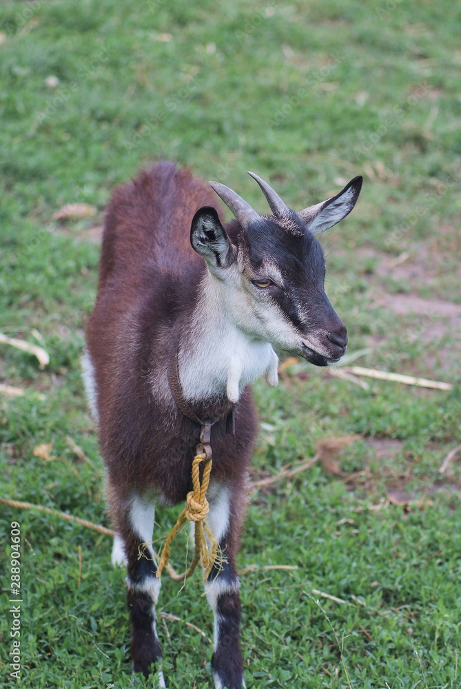 portrait of black adult goat grassing on summer meadow field at village countryside portrait of black adult goat grassing on summer meadow field at village countryside