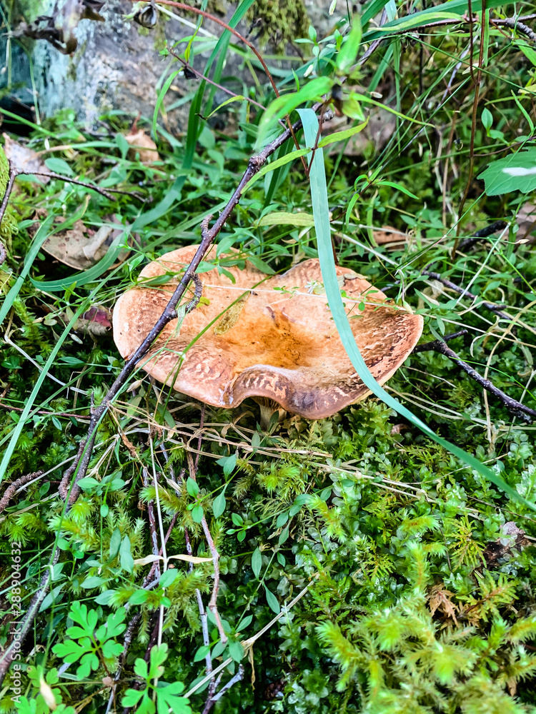 Wild mushroom found in a forest during autumn