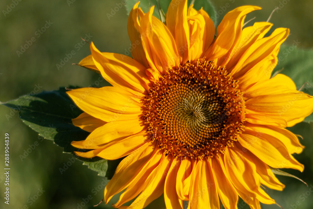 Sonnenblume Sonnenblume