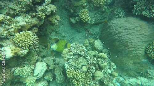 coral reef with tropical fish