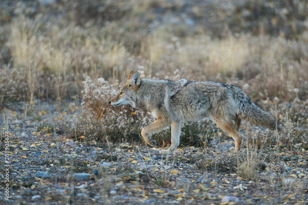 Coyote in Grand Teton National Park Coyote in Grand Teton National Park