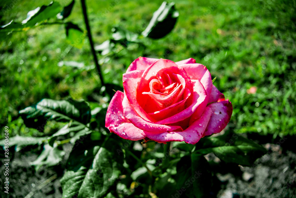 Beautiful pink rose on a background of green leaves. Background with flowers. Beautiful pink rose on a background of green leaves. Background with flowers.
