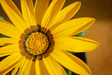 closeup of sunflower on black background