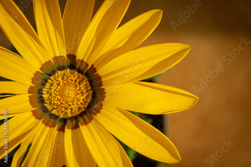 closeup of sunflower