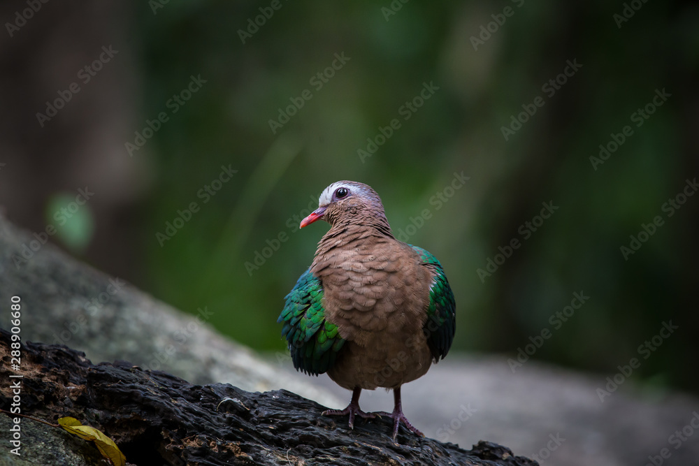 Obraz premium Chalcophaps indica on branch tree.