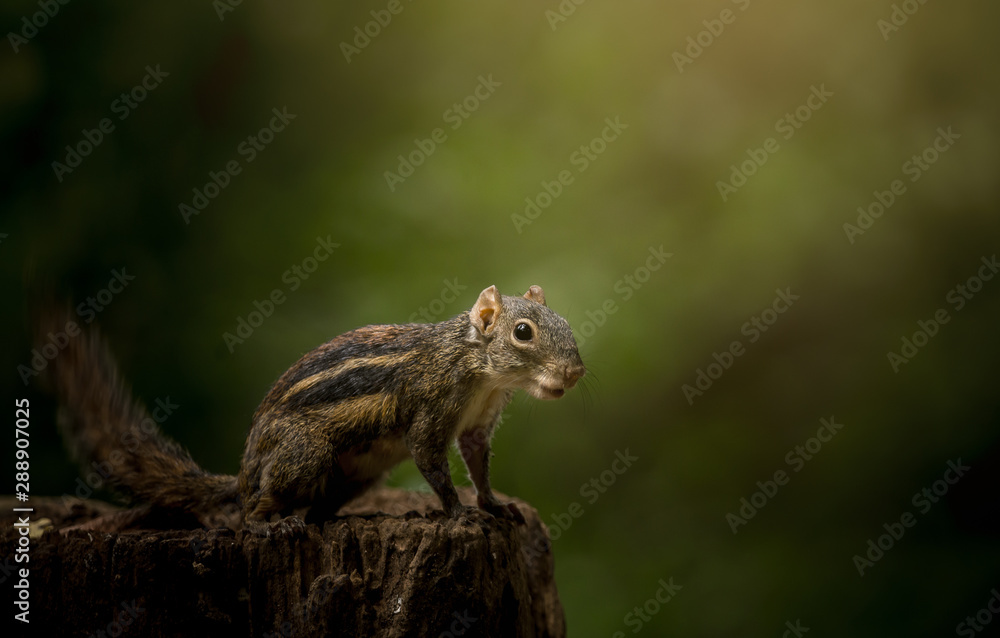 Indochinese ground squirrel on wood with sun light.