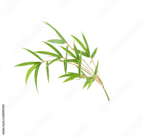 Branch and Bamboo leaf isolated on white background with clipping path, Bamboo leaf texture as background or wallpaper, Chinese bamboo leaf, Closeup green branch and bamboo leaves 