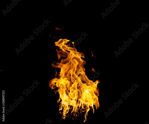 Group of real and hot flames are burning on a black background. © Prot