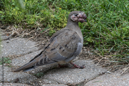 Obraz na płótnie morning dove with avian pox