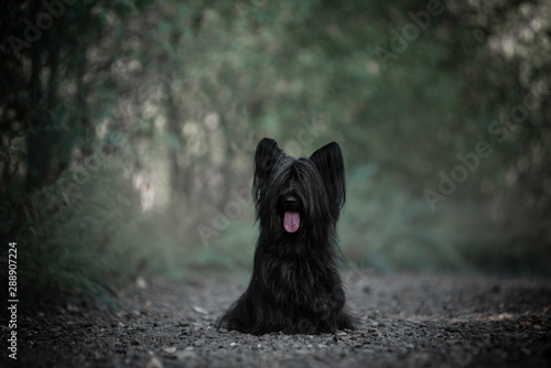 Skye Terrier black walking in the woods.