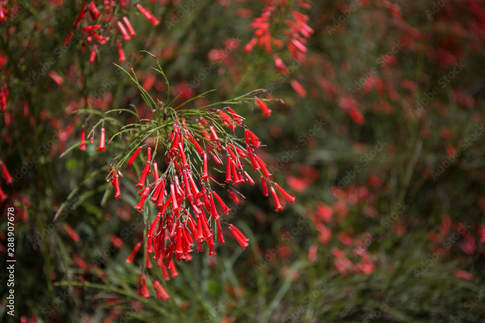fountainbush ( Russelia equisetiformis ) in garden. fountainbush ( Russelia equisetiformis ) in garden.