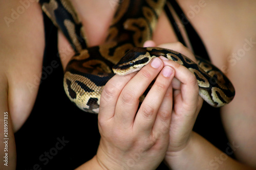 Female hands with Royal Python snake. Woman holds Ball Python snake in hands. Exotic tropical cold blooded reptile animal, Python regius non poisonous species of snake. Pet at home snake concept.