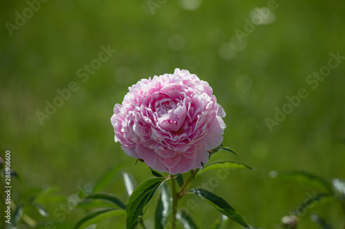 Pink Gergina. on a green background. Gergina Flower Close Up photo