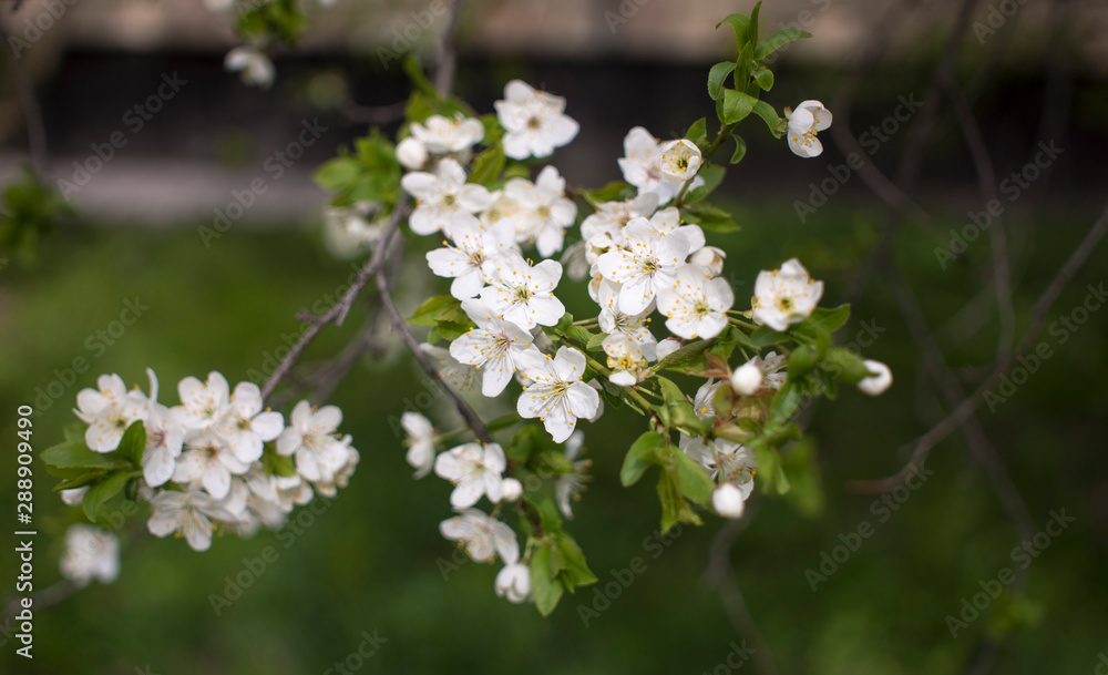 Flowers, cherry blossoms on the branches on a spring day. Beautiful spring background. Spring flowering in the garden wallpaper. Beautiful blossoming flowers of apple trees in the park.