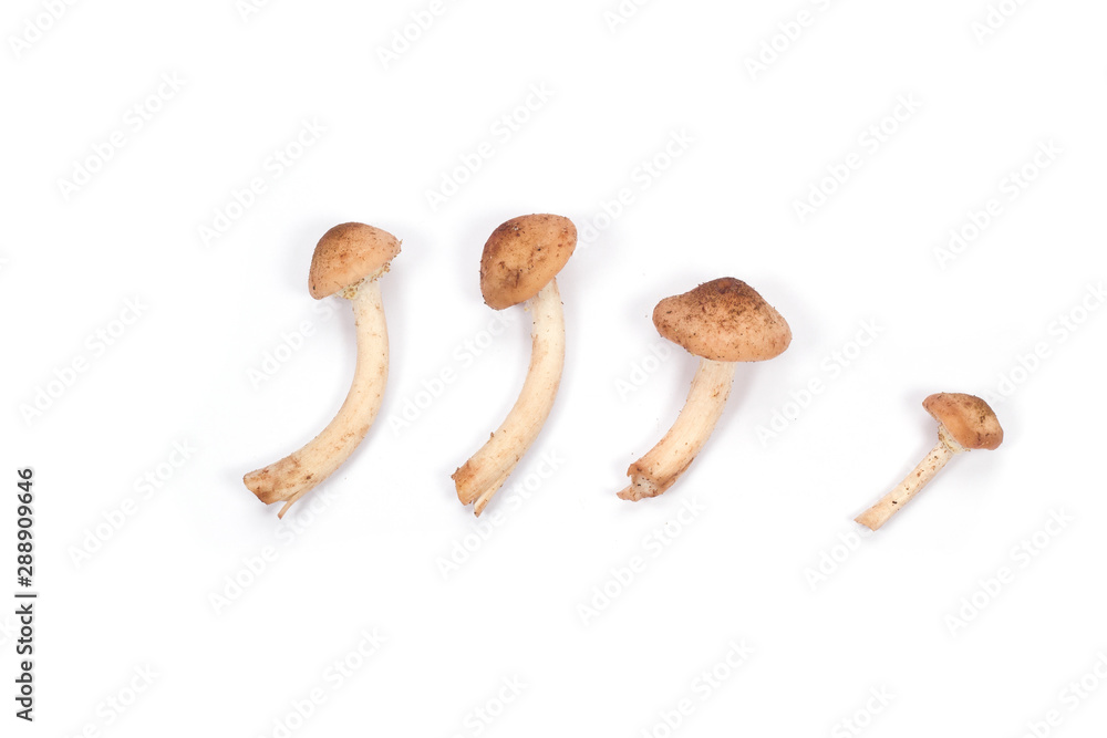 Fototapeta premium Mushroom on a white background