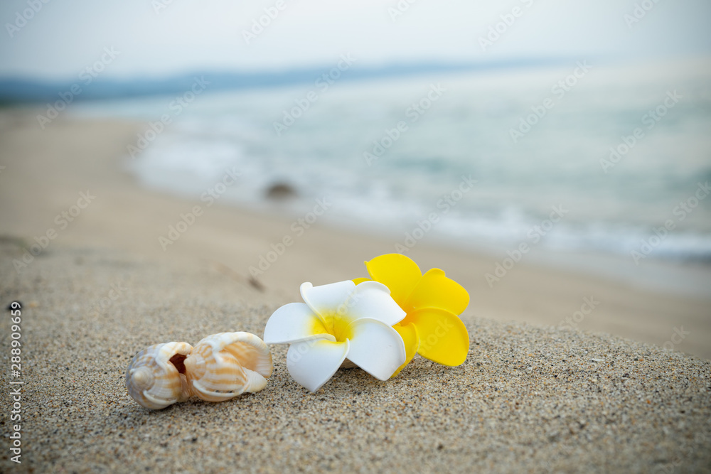 砂浜とプルメリアの花 砂浜とプルメリアの花