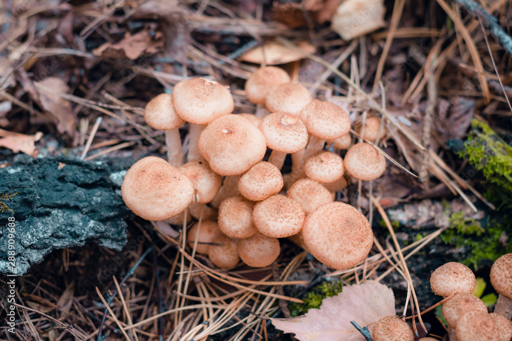 Mushroom on tree trunk. Old tree trunk almost declined with lots of fungus grows over Mushroom on tree trunk. Old tree trunk almost declined with lots of fungus grows over