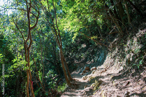 登山道