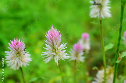 Pink flower, Edible wild plants, beautiful flower, Natural Photography: