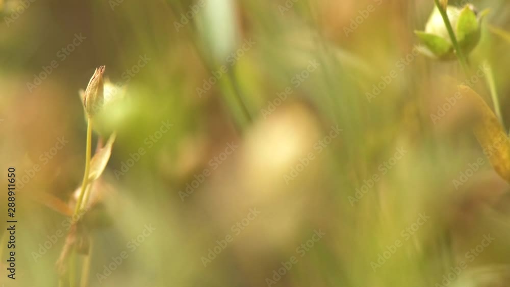 Close up of flax crop plants in field Close up of flax crop plants in field