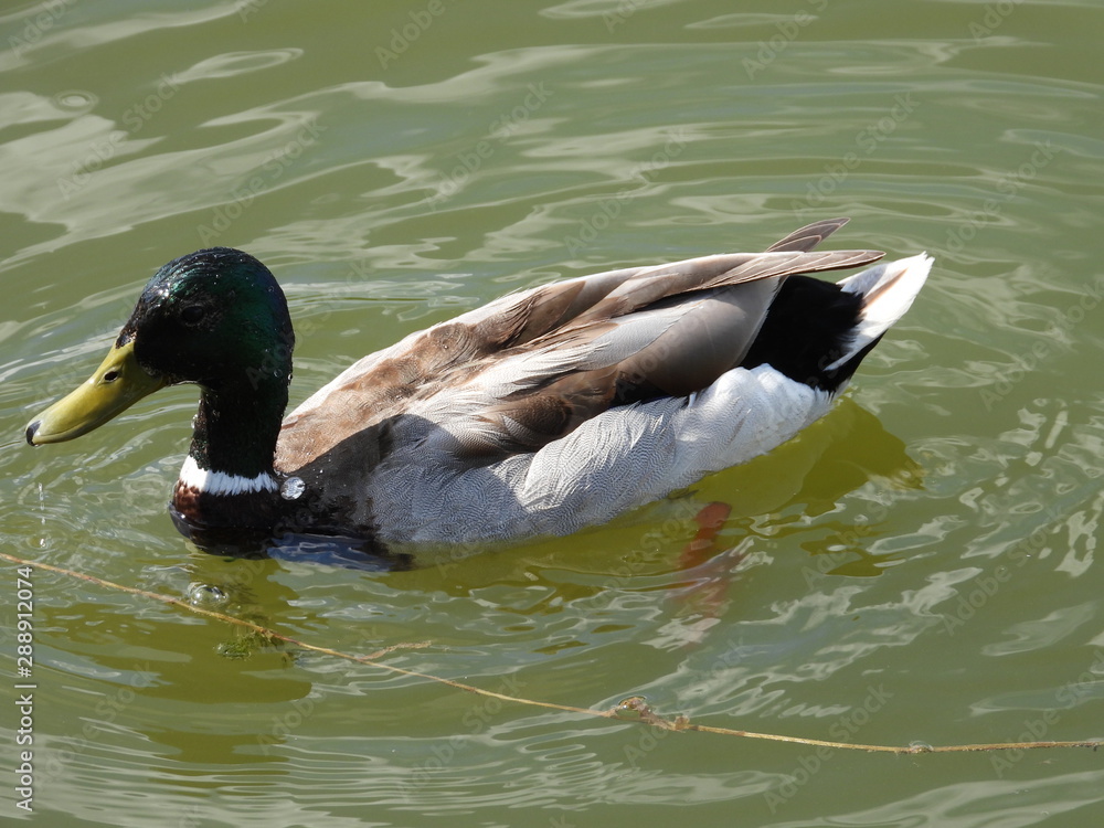 wild duck on a river in a city park wild duck on a river in a city park