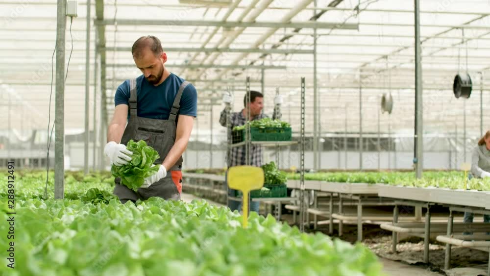 Man working in a greenhouse for green salad cultivation and female worker in the background. Man working in a greenhouse for green salad cultivation and female worker in the background.