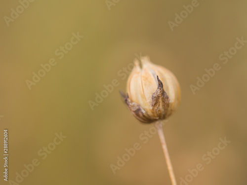 Dry flax plant capsules on field