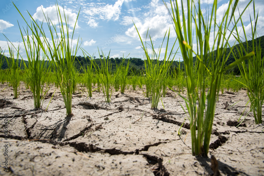 Death Rice plants that lack water into the harvesting season must maintain water to prevent the wind from falling easily. Death Rice plants that lack water into the harvesting season must maintain water to prevent the wind from falling easily.