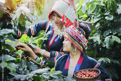 Tribal women check the quality of coffee in coffee plantations.