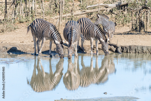 Burchells zebras drinking water from a waterhole