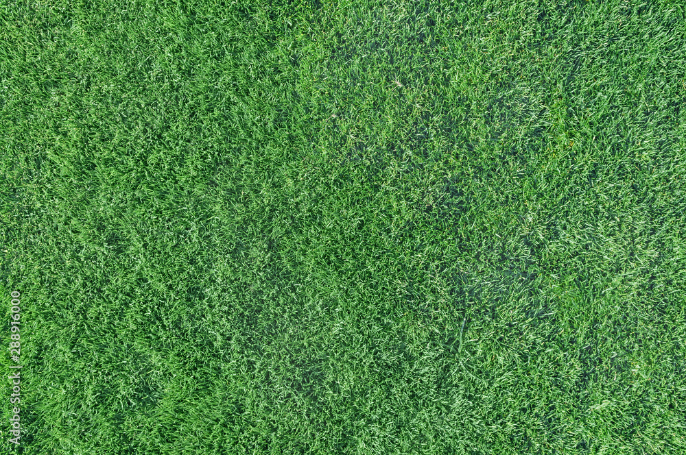 Naklejka green grass turf texture