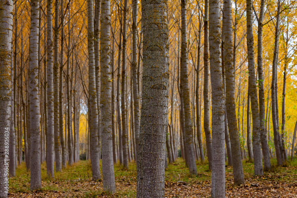 Fototapeta premium forest in autumn
