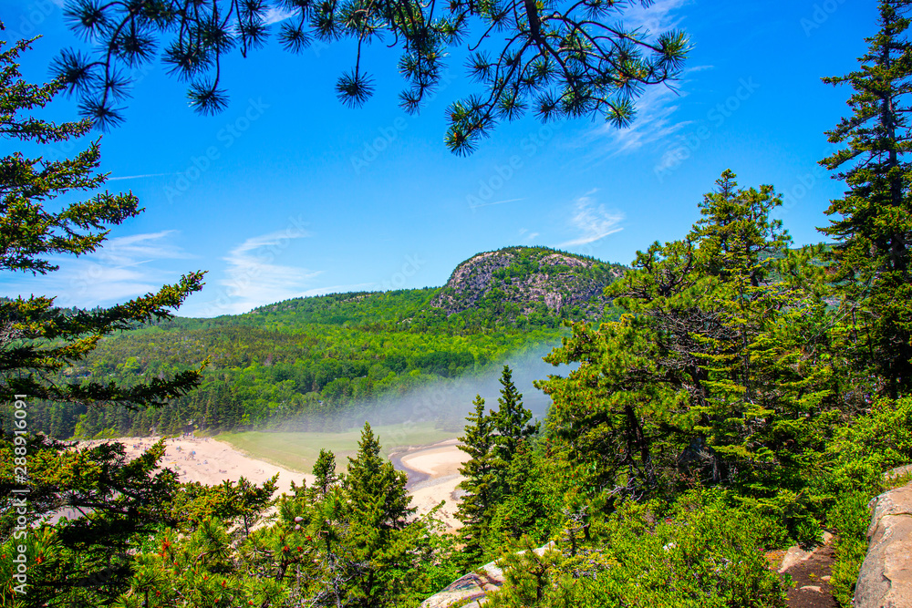 Peeking through pines at Sand Beach in Acadia National Park, Maine