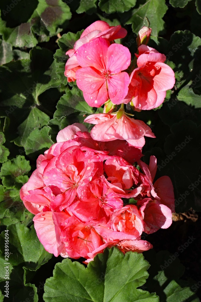 pink rose in the garden pink rose in the garden
