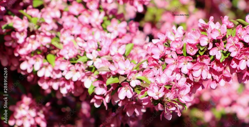 pink flowers in garden
