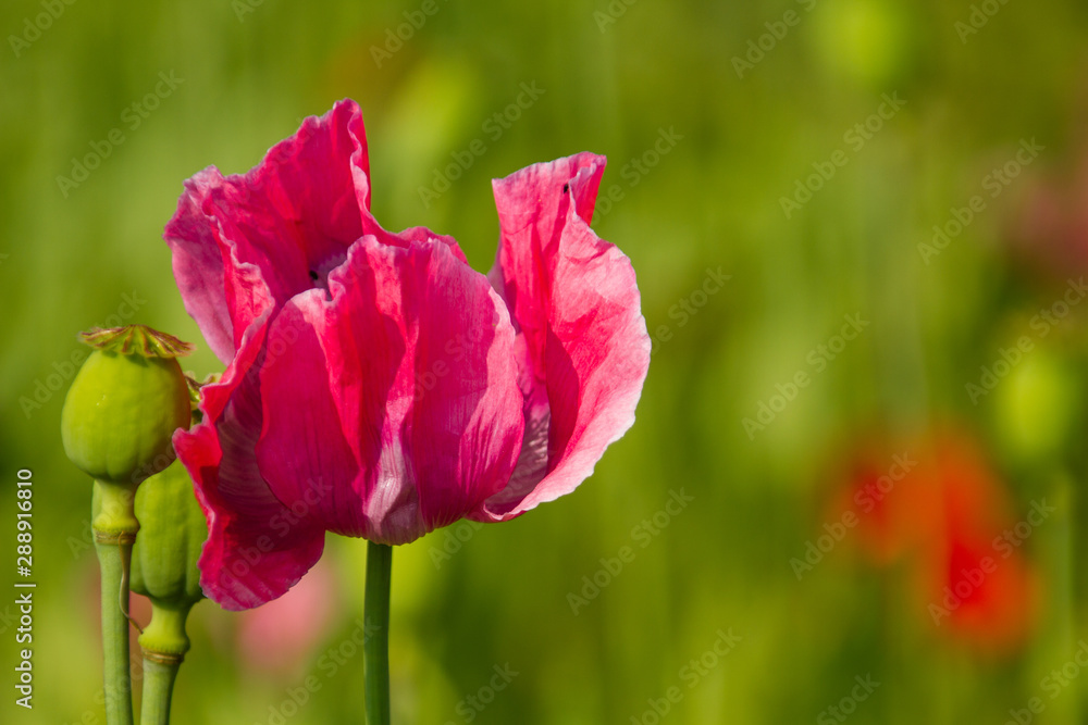 Schlafmohn (Papaver somniferum) in Deutschland Schlafmohn (Papaver somniferum) in Deutschland