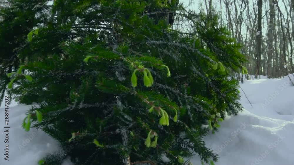 A man drags a felled Christmas tree home in the snow for the New Year holiday New Year and Christmas. Christmas tree home decoration, slow mo, sun A man drags a felled Christmas tree home in the snow for the New Year holiday New Year and Christmas. Christmas tree home decoration, slow mo, sun