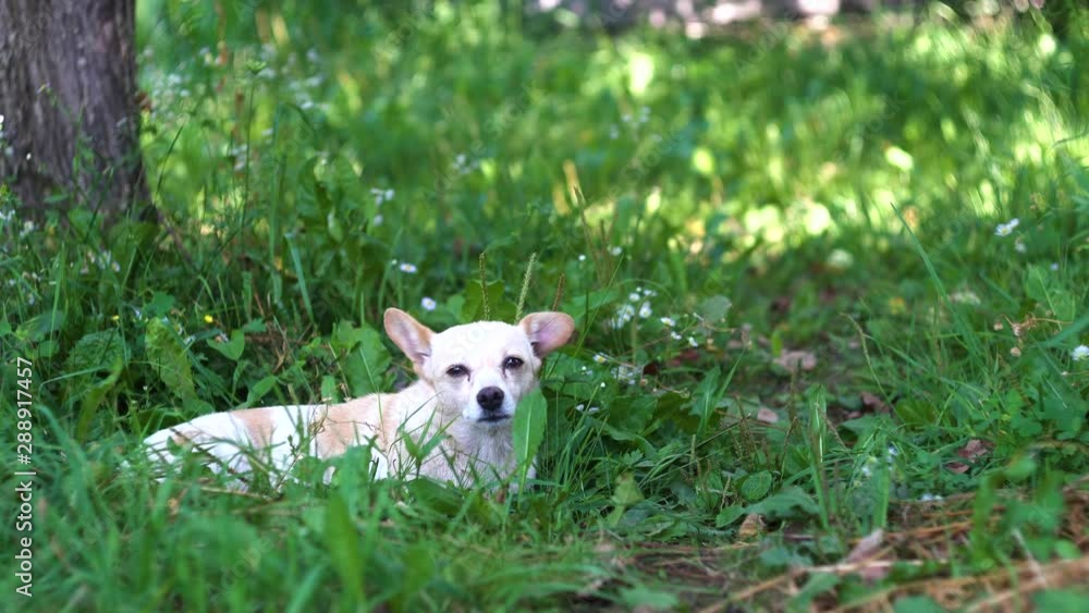 Young white dog relaxing in the garden Young white dog relaxing in the garden