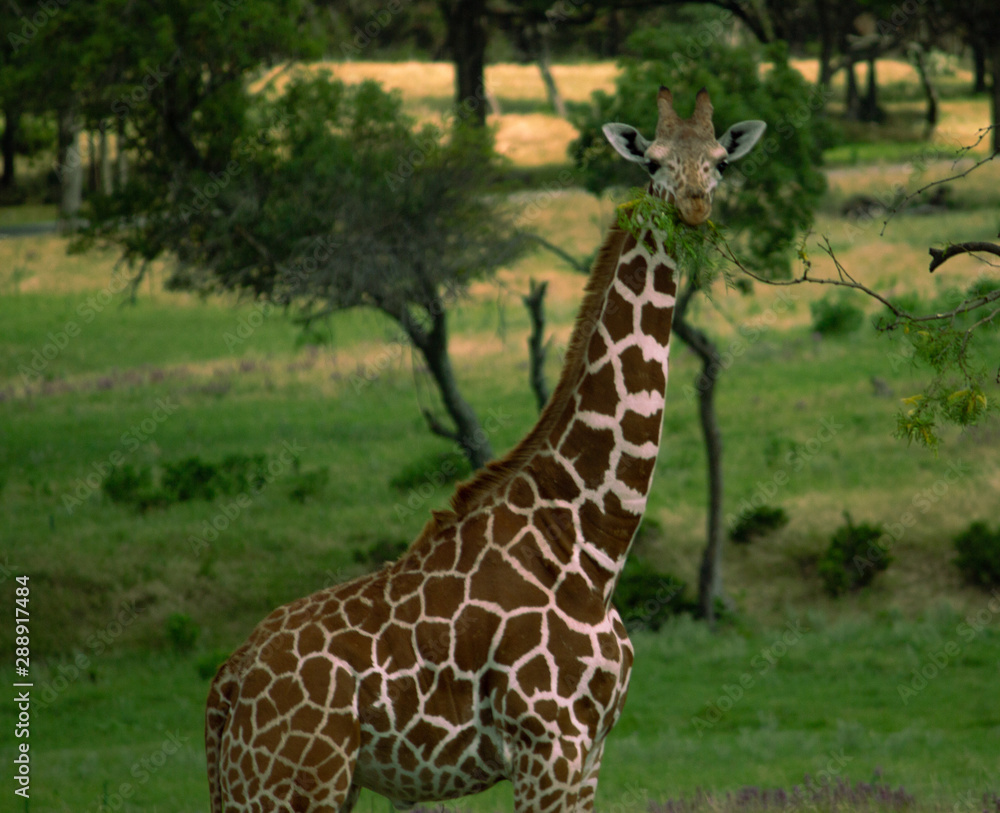 Obraz premium Giraffe in the Wild