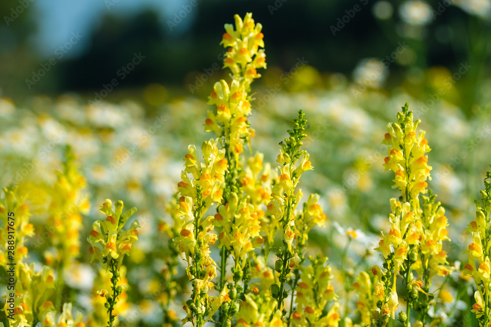 Obraz premium unopened buds of white flowers on blurred natural background