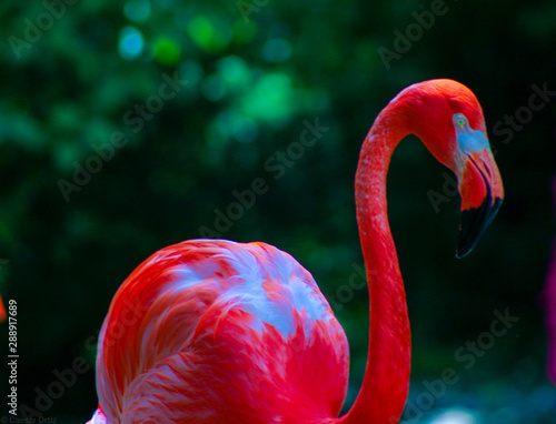 flamingo on a white background