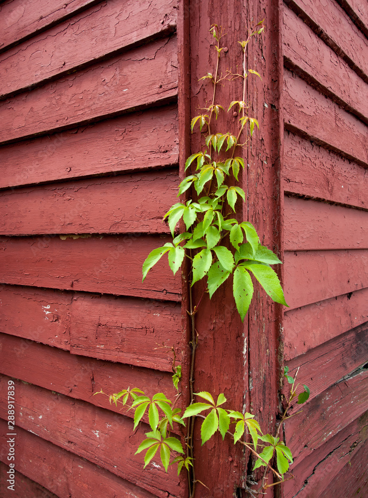 Parthenocissus quinquefolia