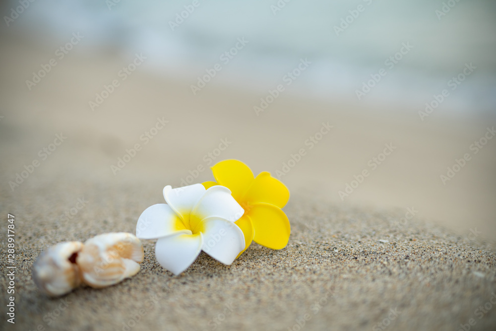 砂浜とプルメリアの花 砂浜とプルメリアの花