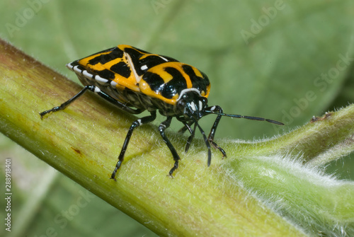 Harlequin bug (Murgantia histrionica) sucking sap from the stem of a plant, using its pointed mouthparts. © Gerry